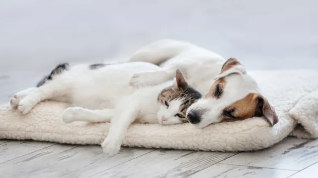 
                    Musti integra três novas lojas de produtos de animais na Suécia
                