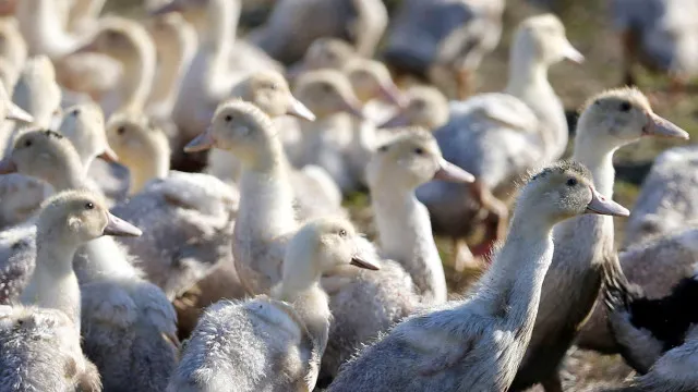 
                    Após medidas, Portugal volta a estar livre da gripe das aves
                
