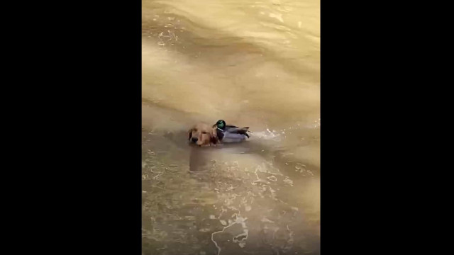 Pato 'atrevido' expulsa cão de um lago… à bicada