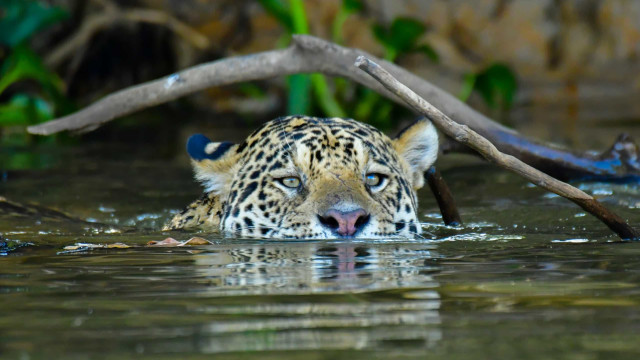 Ambientalistas e cientistas pedem medidas urgentes para salvar o Pantanal