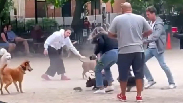 Momento em que ratazana cria caos em parque de cães de Nova Iorque