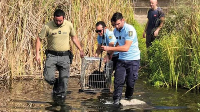 GNR resgata cão em risco de afogamento na Vidigueira