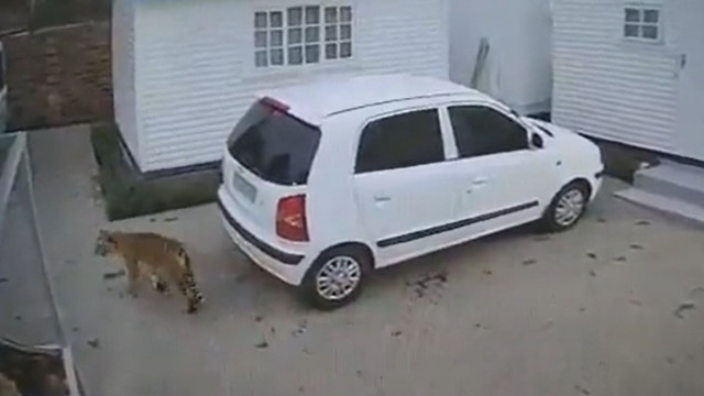 Autoridades capturam com vida (mais um) tigre à solta em Joanesburgo