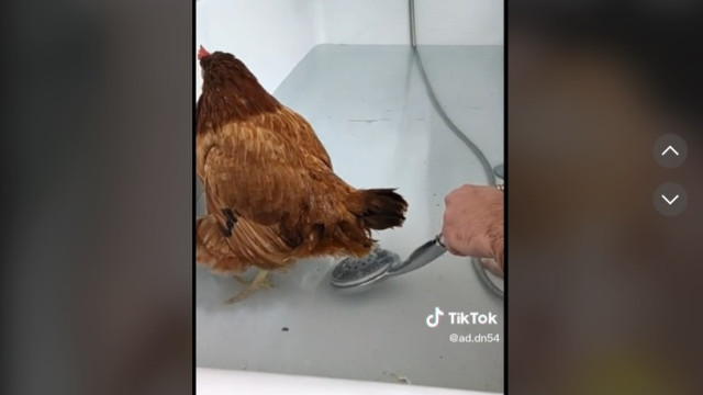 Vídeo de 'parto humanizado' de galinha torna-se viral na Internet