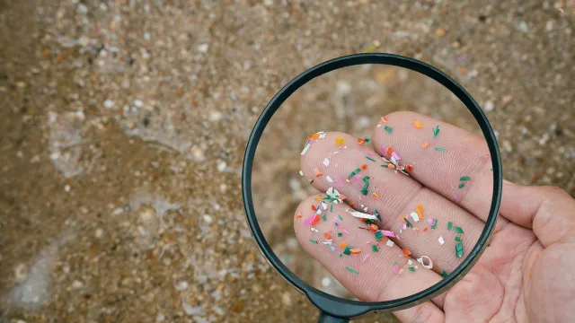 
                    Poluição: Detetados microplásticos em aves marinhas subantárticas
                