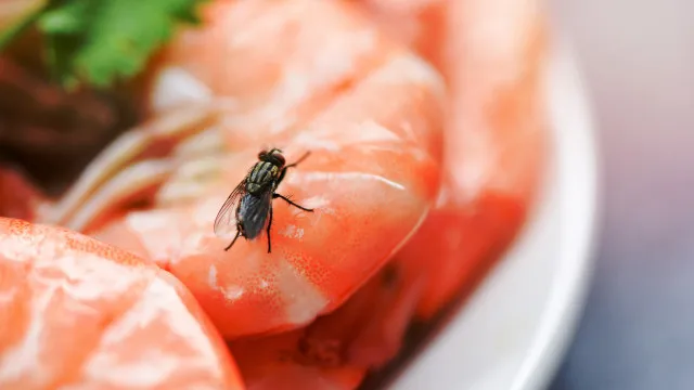Moscas domésticas? Este hábito cria “triângulo de pragas” em sua casa