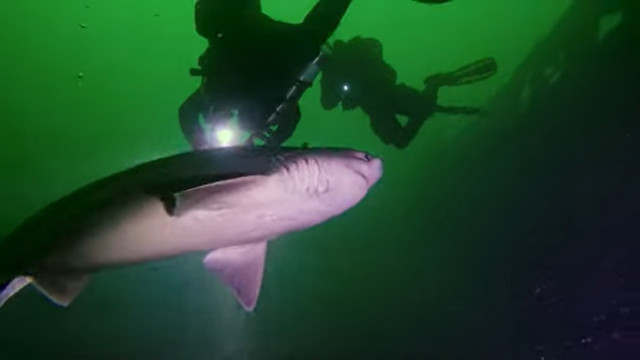 "Ninguém vai acreditar": Mergulhadores filmam encontro com tubarão raro