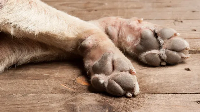 
                    GNR resgata cães bebés a vaguear na berma da estrada em Bragança
                
