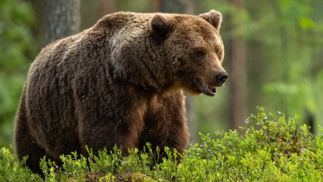 Condenados por usar fato de urso e simular ataque para enganar seguro