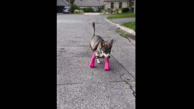Cão usa próteses e anda pela primeira vez na vida. Momento é emocionante