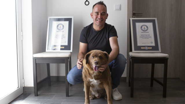 Bobi perde o título de cão mais velho do mundo, decide Guinness 