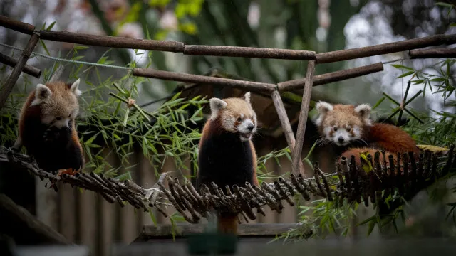 Animais do Zoo de Lisboa mostraram indiferenÃ§a com o eclipse