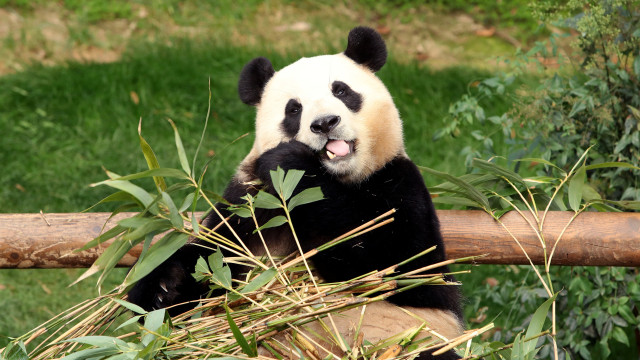 Coreia do Sul despede-se de Fu Bao, a 1.ª panda gigante nascida no país