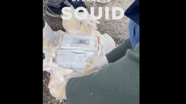 PJ divulga imagens da apreensão da droga escondida em peixe congelado