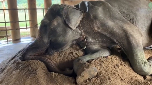 Escravizada durante 80 anos, elefanta vive agora 'reforma' descansada