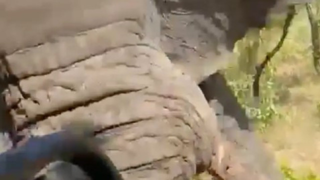 Elefante mata turista e fere cinco durante safári. Vídeo captou ataque