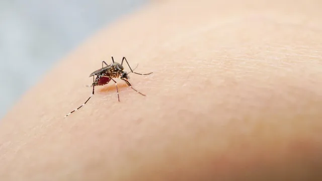 
                    Dengue: Três condados da Florida declaram estado de emergência por surto
                