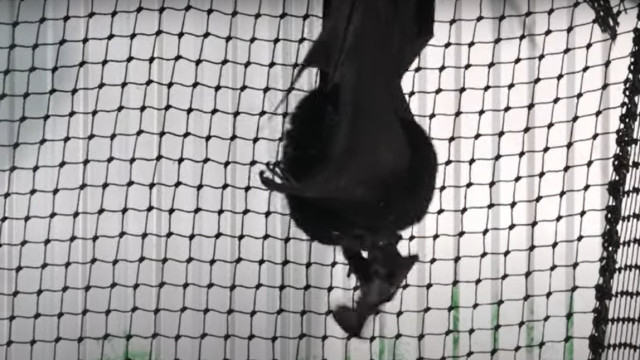 "Bungee-jumping baby!". Morcego nasce em zoo de Inglaterra (e há imagens)