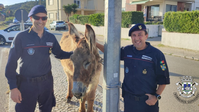 Burro passeia em contramão na marginal de Buarcos. Eis o momento