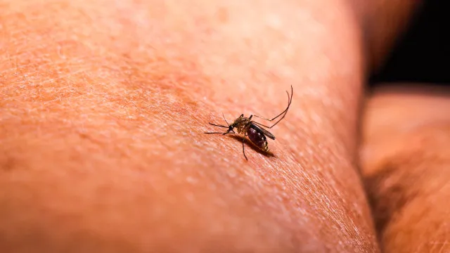 Estudo: Malária moldou a distribuição das primeiras populações humanas