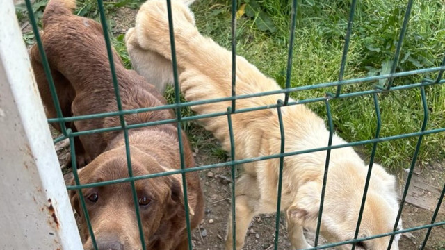 Animais em estado "esquelético" resgatados no Porto