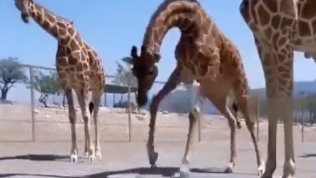 O momento "amoroso" em que girafa ajuda tartaruga a andar mais depressa