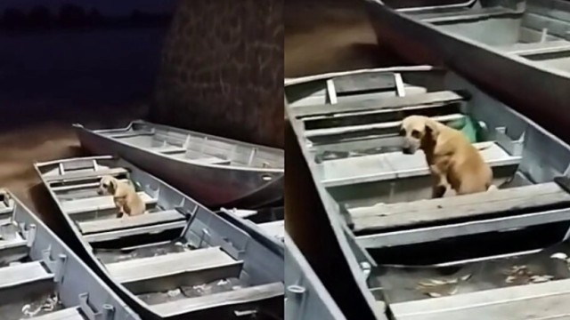 Cão espera há um mês num barco por dono que morreu enquanto pescava