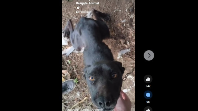Cadela encontrada "acorrentada, escanzelada e com fome" nos Açores