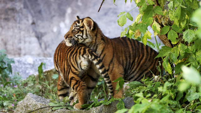 Zoo de Berlim dá as boas-vindas a crias de tigre da Sumatra. As imagens