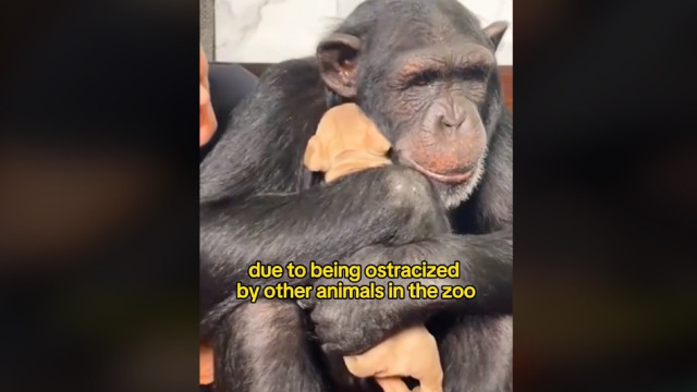 Chimpanzé reencontra cão que o ajudou a superar depressão e abraça-o