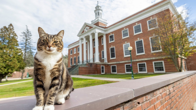 Gato distinguido com diploma honorário de doutorado em 'gato-tura'