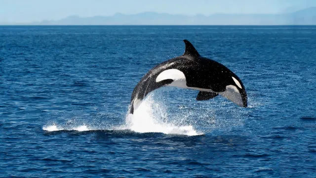 Orcas podem ter adquirido competências para caçar o maior peixe do mundo