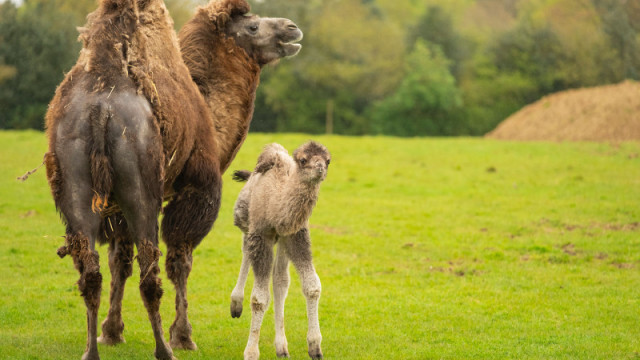 Nasceu cria de camelo em zoo de Inglaterra (e é a primeira em oito anos)