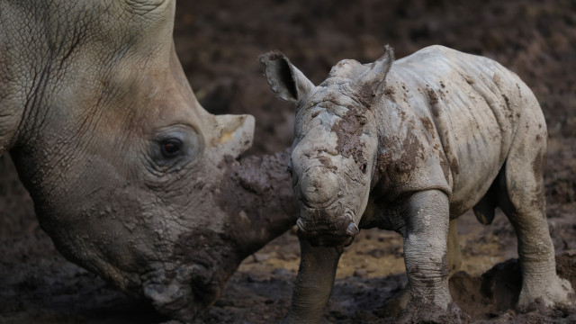 Cria de espécie de rinoceronte quase extinto nasce no Chile. E há imagens