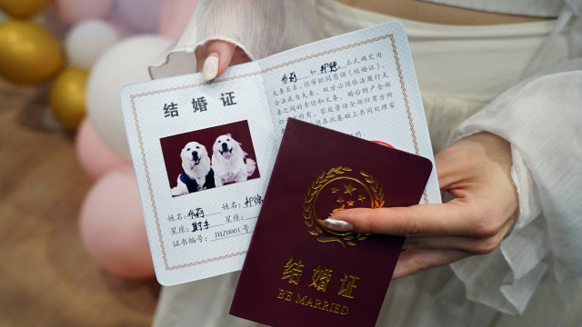 Casamentos de animais aumentam na China. Eis o grande dia de Bree e Bond