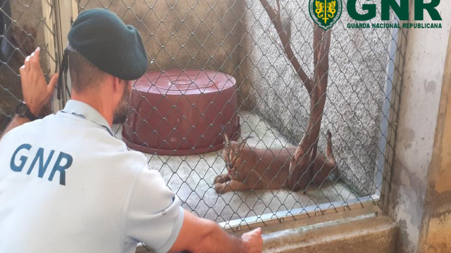 Lince do deserto em cativeiro apreendido na Madeira. Mulher identificada