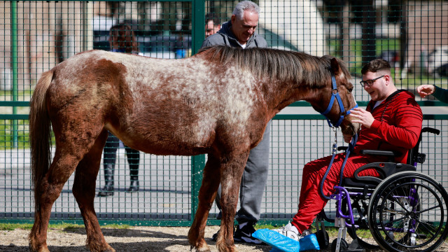 "Não julgam". Neste hospital de Roma, a recuperação é feita com cavalos
