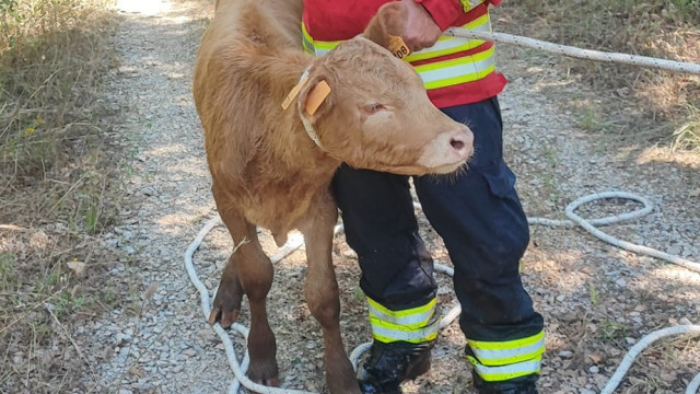 Bezerro resgatado do interior de um ribeiro em Alvaiázere. Eis as imagens