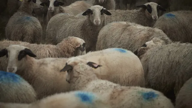 
                    Governo avança com apoio financeiro para proteger rebanhos de lobos
                