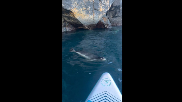 Lobo Marinho avistado em Câmara de Lobos, na Madeira. E há vídeo