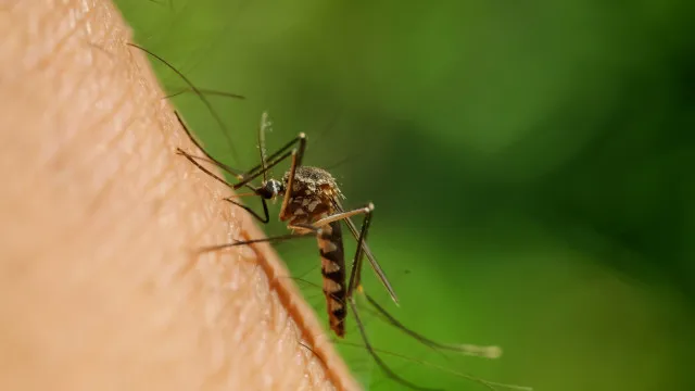 
                    Mosquitos sobrevivem após serem infetados com vírus que transmitem
                