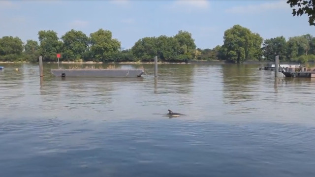 Golfinho gera preocupação ao nadar no rio Tamisa, em Londres. Há vídeo