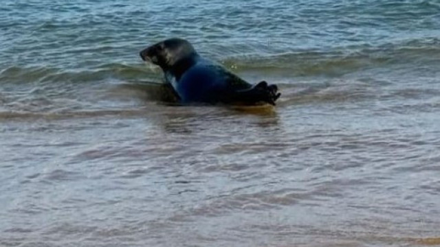 Foca avistada nas praias de Cascais. Se a vir 