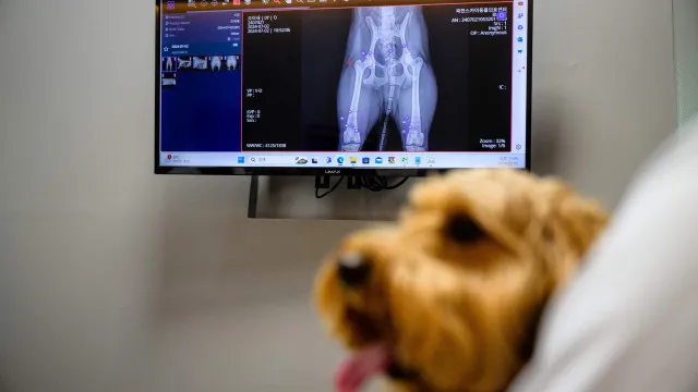 OMV aplaude socorro animal na proteÃ§Ã£o civil, mas alerta para falhas