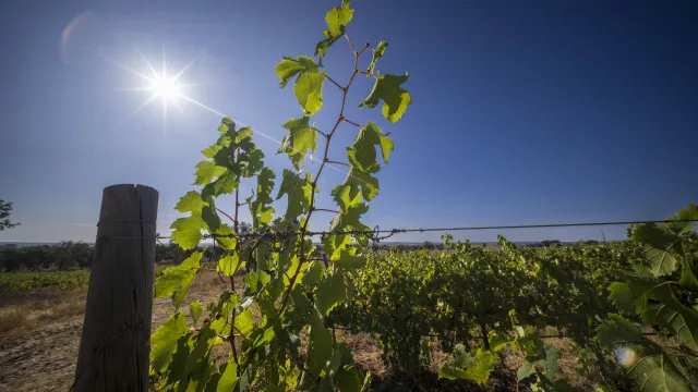 
                    Agricultor pulveriza vinha perto de escola: Duas funcionárias no hospital
                