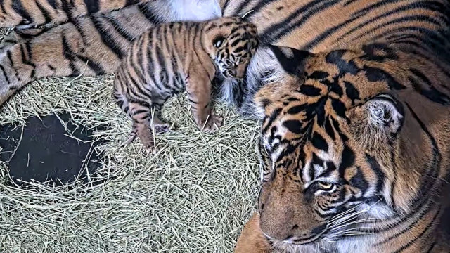 Cria de tigre da Sumatra nasce em zoo de San Diego. Veja as imagens