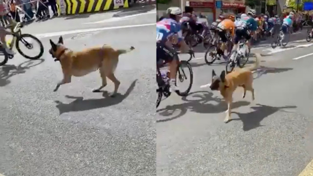 Insólito. Cão solto gera preocupação durante a Volta a Espanha