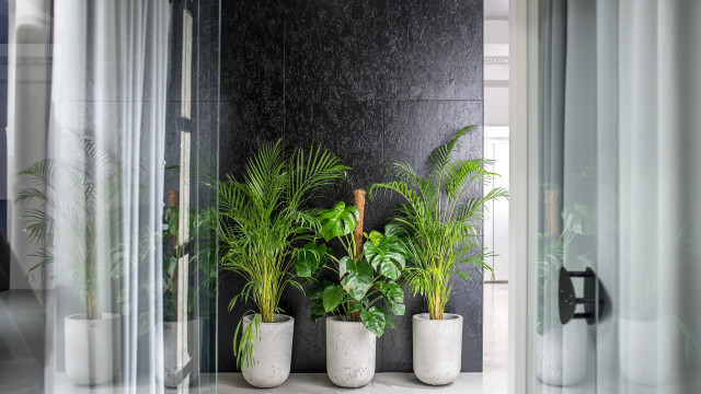 Quer ter plantas grandes e viçosas em casa? Três sugestões perfeitas