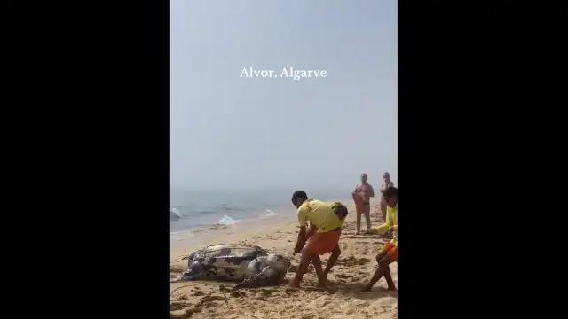 Tartaruga gigante dá à costa sem vida na praia de Alvor. As imagens