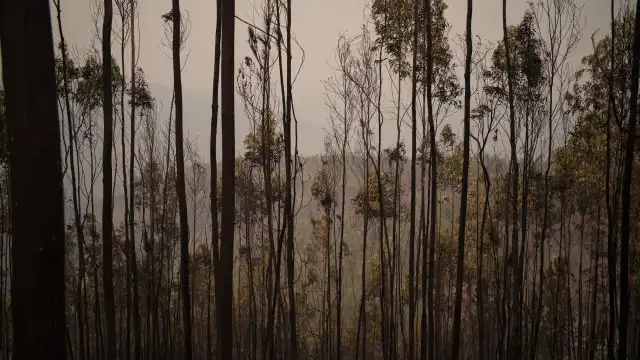 Existência de três redes deu segurança e resiliência em incêndios